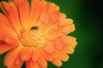 Orange marigold flower with water droplets on the petals close up. Fly sits on blooming calendula. Shallow depth of field. Selective focus. The effect of soft focus.