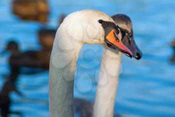 Pair of young white swans close-up. Shallow depth of field.
