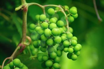 Branch unripened green grapes on a blurred background of green foliage. Shallow depth of field. Selective focus.