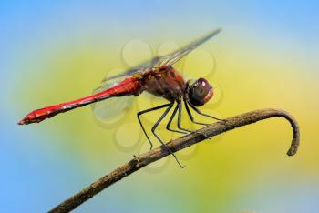 Dragonfly sits on dry branch. Macro photo of an insect on a colorful background.