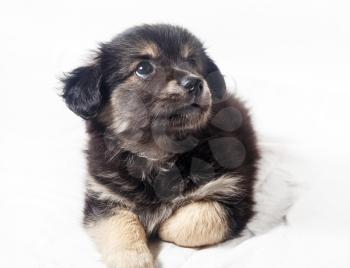 Adorable cute little puppy dog on light background.