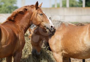 Horses eat hay. Two light brown horse eating straw. Selective focus.