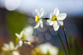 Spring floral background. Narcissus flowers on blurred background with smooth bokeh. Blooming daffodils. Soft focus effect. Shallow depth of field. Selective focus.