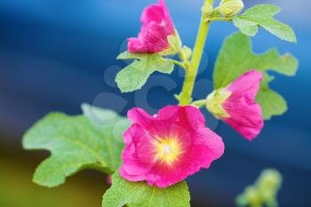 Bright purple mallow flowers on blue bokeh background. Hollyhock flowers. Shallow depth of field. Selective focus.