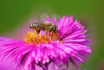 Bee pollinating a pink flower aster. Shallow depth of field. Selective focus.