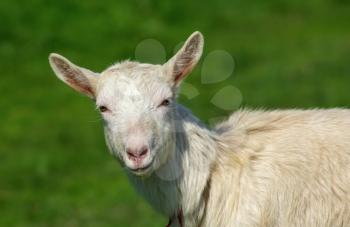 Close-up portrait of a goat without horns on a background of green grass.