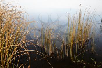 Drooping sedge withered stalks in water. Coastal plants in late autumn. Close-up fragment of the lake.