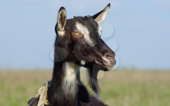 Close-up portrait of a black goat without horns.