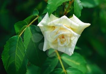 Beautiful white rose on a background of green leaves outdoors. Shallow depth of field. Selective focus.