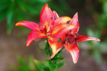 Beautiful red lily flowers on green leaves background. Shallow depth of field. Selective focus.