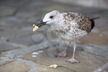 Herring Gull eats a piece of bread standing on the sidewalk. Shallow depth of field. Selective focus.