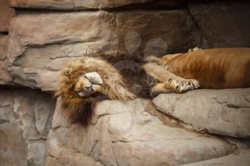 Lion with a big shaggy mane sleeping on the rocks