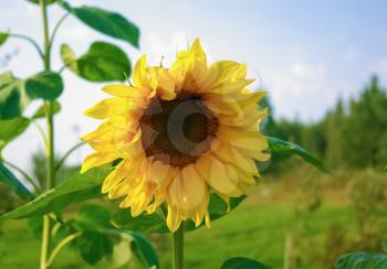 Bright colorful yellow sunflower. Shallow depth of field. Selective focus.