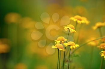 Small yellow spring flowers. Soft focus effect. Shallow depth of field. Selective focus.