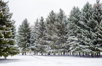 Fir trees covered with snow. Winter snowy landscape.