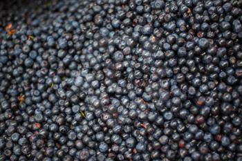 Many ripe blueberries. Shallow depth of field. Selective focus.