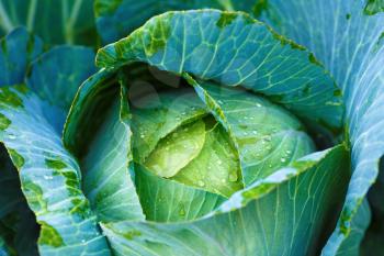 Closeup of a head of cabbage with green leaves in the vegetable garden. Shallow depth of field. Selective focus.