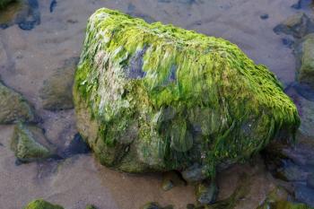 Big stone covered with algae. Selective focus.