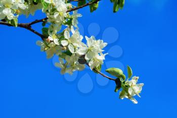 A branch of a blossoming tree with white flowers against the blue sky. Spring flowering.