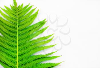 Green fern on a light gray background with copy space. Space for text. Selective focus.
