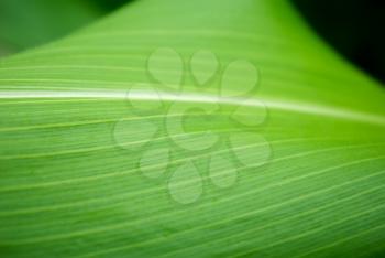A large fragment of a green leaf. Shallow depth of field.
