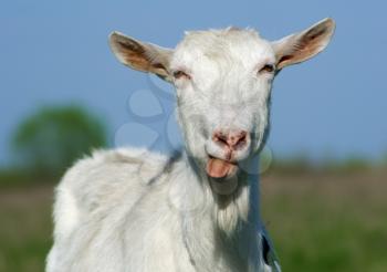 Portrait of a horned and bearded goat showing tongue.