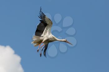 Stork flying on the background of a cloudless blue sky
