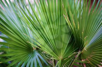 Three palm leaf closeup. Shallow depth of field.