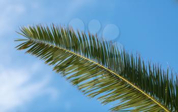 Wither Palm on blue sky background. Closeup.