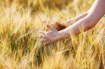 Female hands carefully holding golden wheat ears. Wheat field. Shallow depth of field. Selective focus.