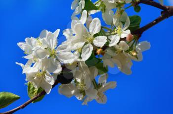 Sprig of apple blossom on blue sky background. Spring flowering. Shallow depth of field. 