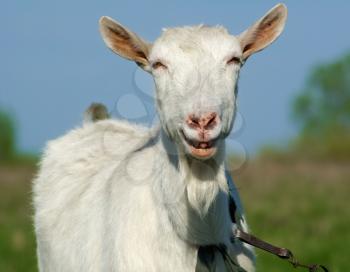 Portrait of a horned and bearded smiling goat.