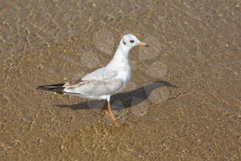 Seagull standing in the water on the beach sand.
