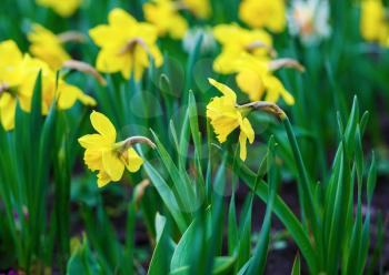 Blooming yellow daffodils . Flowering narcissus. Spring yellow flowers. Shallow depth of field. Selective focus.