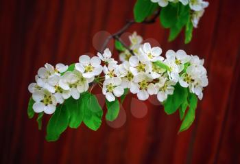 Blossoming tree branch. Beautiful bright white flowers and green leaves on a tree branch on bokeh bright brown background. Shallow depth of field.