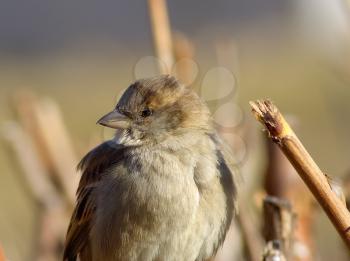Close-up portrait of a young greenhorn sparrow. House sparrow.