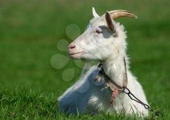Goat with horns on a background of green grass. Close-up portrait