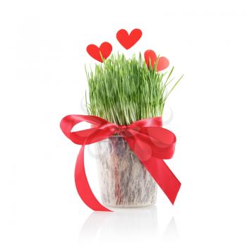 Pot with green lush grass, tied with red satin ribbon with bow, decorated with red paper hearts. Isolated on a white background.