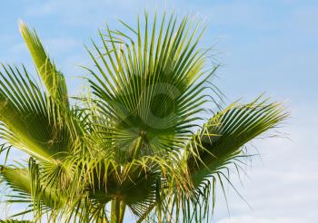 Green leaves of a palm tree against the blue sky