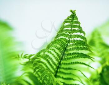 Fern leaf on blurred background close-up. Shallow depth of field. Selective focus.