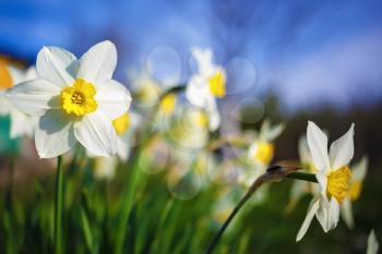 Close-up of bright blooming daffodils on the blurred nature and blue sky background. Flowering narcissus. Spring flowers. Shallow depth of field. Selective focus.