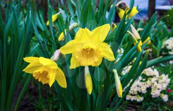 Flowering yellow daffodils. Blooming narcissus flowers. Spring flowers. Shallow depth of field. Selective focus.