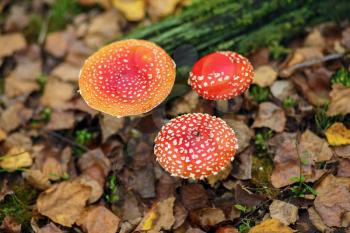 Amanita muscaria. Three red poisonous mushrooms in the autumn forest. Shallow depth of field. Selective focus.