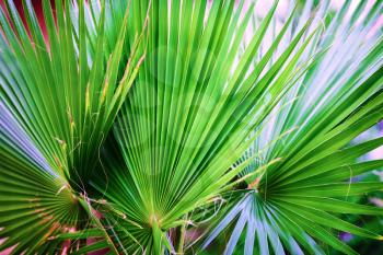 Close-up of green palm leaves. Palm leaves background. Shallow depth of field. Selective focus.