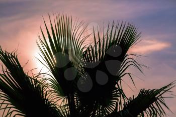 Leaves of palm tree at sunset. Closeup.