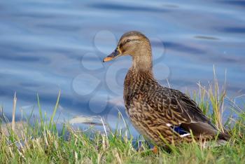Brown wild mallard duck standing in the grass on the background of the water surface, and looking at the camera.