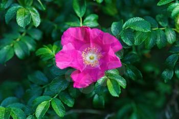 Pink flower wild rose on a background of green foliage. Shallow depth of field. Selective focus.