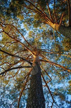 Into the pine forest. View up at the trunks and tops of pine trees. Vertical shot.