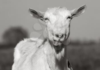 Portrait of a horned and bearded goat showing tongue. Toned image.