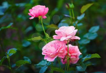 Beautiful pink rose flowers on blurred background of green leaves outdoors. Shallow depth of field. Selective focus.